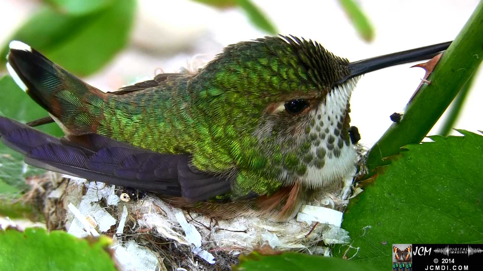 Allens Hummingbird feeding chick and throwing out bad egg 6